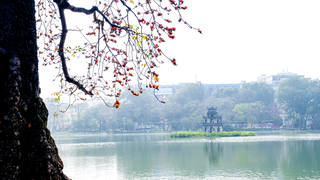 Hà Nội: Cơn sốt check-in cây gạo Bờ Hồ đẹp đến ngỡ ngàng