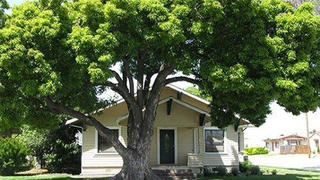 Trồng cây ngay gần cửa và đại kỵ phong thuỷ trước cửa nhà