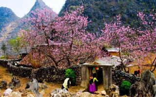 Hoa ly sa đỏ thắm