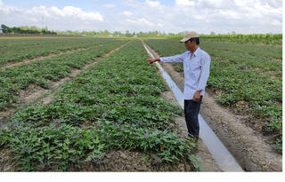 Kỳ vọng ở 'thủ phủ khoai lang' Bình Tân