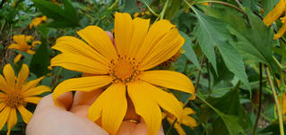 Đừng lỡ hẹn những bông dã quỳ đang vàng rực trên đỉnh Ba Vì