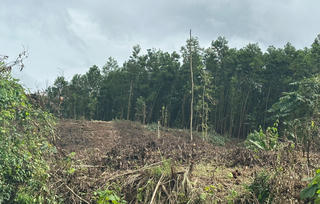 Một dự án trồng rừng tại Quảng Nam bị cản trở nhiều năm: UBND huyện cũng “bó tay”, nhờ Tòa giải quyết