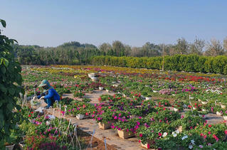 Về làng hoa Xuân Quan sắm cây Tết