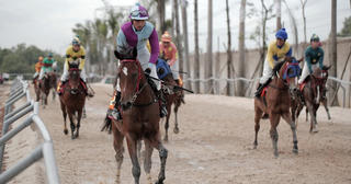 Trường đua ngựa Thiên Mã xin bổ sung hình thức đua chó, cá cược: Bộ KH&ĐT đánh giá ra sao?