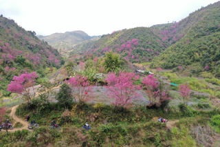 Sắc xuân trên “nấc thang thiên đường” Mù Cang Chải