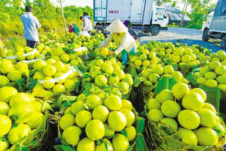 Năm 2023 - Trái cây Việt rộng đường vào các thị trường lớn