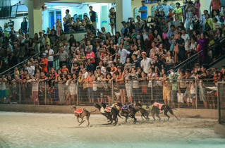 Đóng cửa trường đua chó ở Vũng Tàu