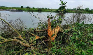 Dự án thoát lũ tại huyện Quảng Điền (Thừa Thiên - Huế): 0,72 ha rừng trồng ngập mặn bị thiệt hại