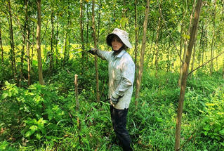  Quảng Ngãi: Hơn 400ha keo chết chưa rõ nguyên nhân