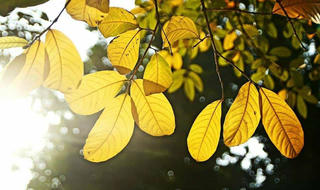 Diệu tánh hư vô