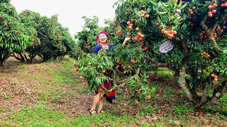 Có một "miệt vườn trái cây" cách không xa Hà Nội