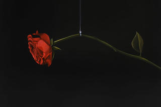 Họa sĩ 8X tổ chức triển lãm tranh “Nghiệm cảnh” 