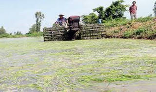 ĐBSCL "khóc ròng" trước mực nước thấp nhất 90 năm qua