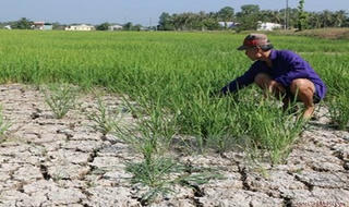 Ngập mặn Đồng bằng sông Cửu Long có thể kéo dài đến tháng 6