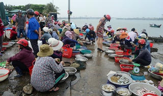 Cá biển chết nhiều, người dân Quảng Trị lao đao