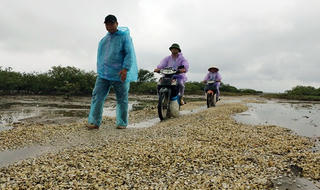 Quảng Ninh: Ngao chết, người… ngoi ngóp