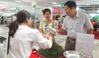 Chè shan tuyết cổ thụ -  siêu sạch trong các loại chè