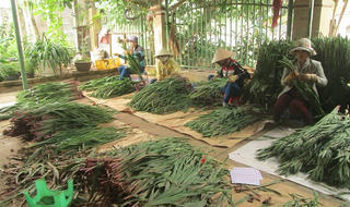 Làng tỷ phú trên cao nguyên 
