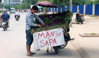 Người Hà Nội đang ăn mận Bắc Hà hay mận Trung Quốc?