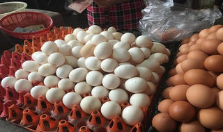 Bóc mẽ trứng gà Ai Cập  “đội lốt” gà ta