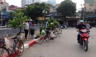 Những cảnh đời long đong theo cây xanh trên phố 