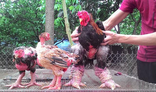 Đưa giống gà  'quý tộc' về vùng  đất cằn nắng gió