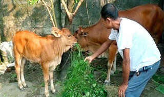Hà Tĩnh:  Bò hộ nghèo 'bị lạc' vào nhà giàu?