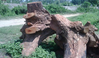 Mục sở thị loại cây  quý hiếm sắp cạn kiệt  ở Việt Nam