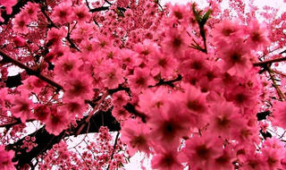 Điệp khúc hoa đào