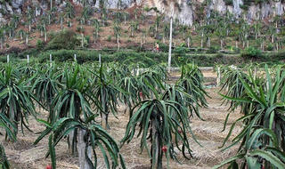 Đổi đời nhờ trồng Thanh long trên núi đá