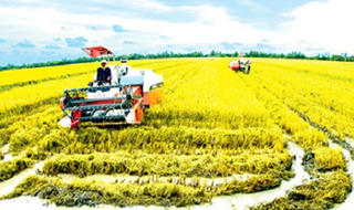 Đồng Tháp: Xây dựng dự án cánh đồng sản xuất lúa  tiết kiệm nước