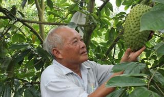 Hàng trăm nông dân “lên đời” nhờ trồng mãng cầu
