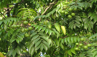 Nhớ sấu