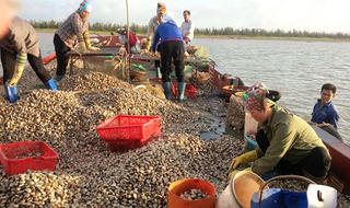 Cuộc sống cần lao của ngư dân trên cửa biển Ba Lạt