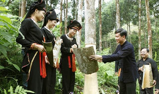 Về nơi cha mẹ  tặng quế cho con gái  thay của hồi môn lấy chồng
