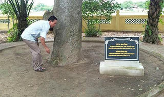 Những 'cụ cây' trong khu di tích Đại thi hào Nguyễn Du