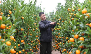 Ngập tràn sắc hoa Xuân dọc triền đê sông Hồng