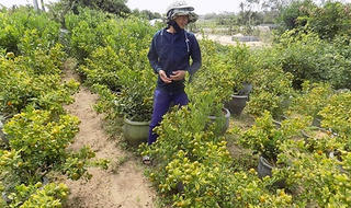 Phú Yên: Tến đến sau lưng, nông dân “méo mặt” vì quất bỗng dưng rụng trái