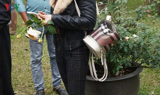 Lễ hội Hoa hồng có vượt qua “cửa ải” bị bẻ cành, dẫm cây?