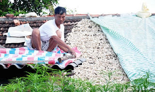 Tỏi giả “đội lốt” tỏi Lý Sơn: Mang ra đảo lại chuyển về nơi gửi