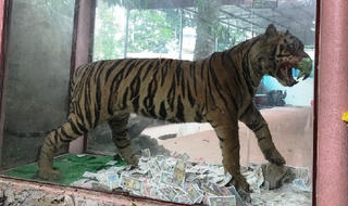 Nghệ thuật hay phạm luật?