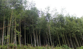 Vượt khó làm giàu