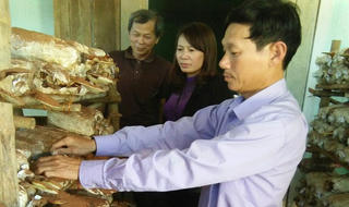 Ấn tượng thương hiệu nấm sạch Tuấn Linh 