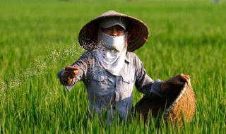 Lạm dụng phân bón vô cơ: Nông nghiệp Việt đang “chết dần, chết mòn” 