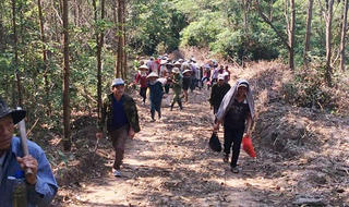 Quảng Trị: Thương vụ khai thác rừng giá rẻ bị người trồng rừng phản đối
