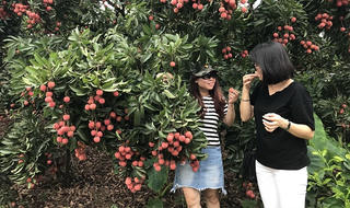 Đón du khách thưởng thức vải thiều