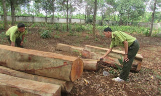 Đắk Lắk: Kết luận thanh tra “gọi tên” hàng loạt công ty lâm nghiệp để mất rừng