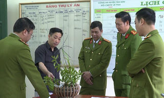 Phú Thọ: Bắt nhóm đối tượng lừa đảo hoa lan đột biến