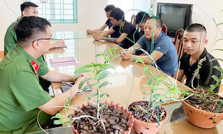 Hãy để lan đột biến về với đúng giá trị của nó