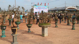 Mai vàng An Nhơn đua dáng tranh tài